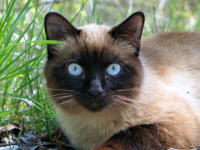 Katze