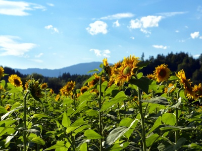 Sonnenblumen