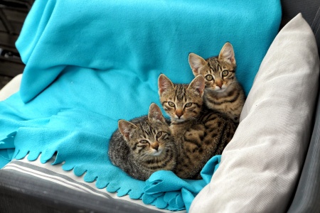 Babykatzen