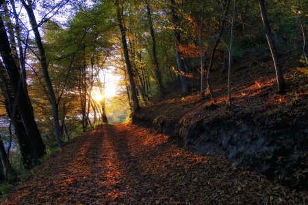 Herbst