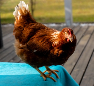 Huhn