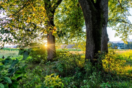 Sonnenuntergang in der Allee