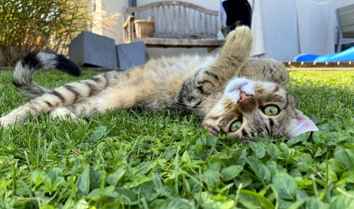 Lazy cat